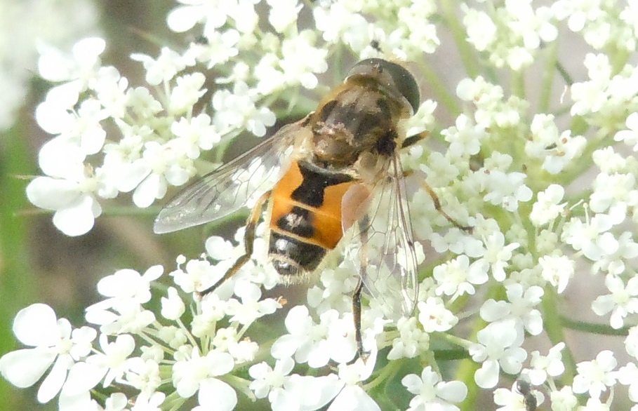 Altro Eristalis tenax?     No, Eristalis arbustorum